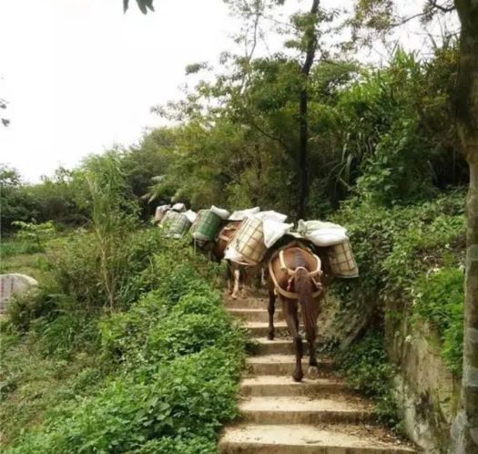 绍兴山区马帮运输