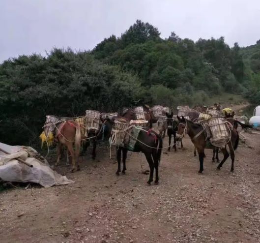 绍兴山区骡子运输队
