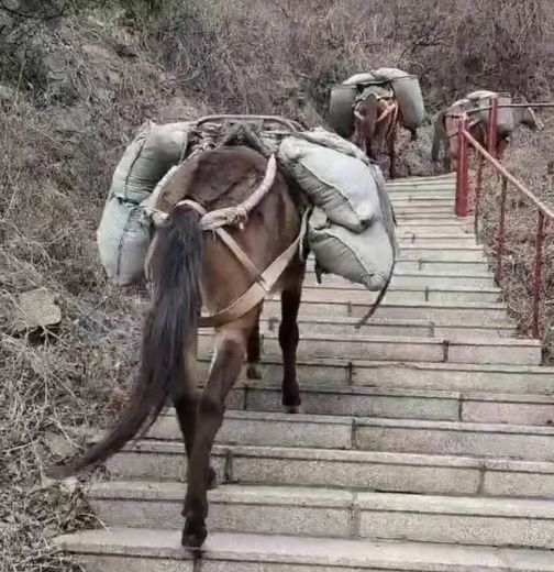 绍兴骡马运输