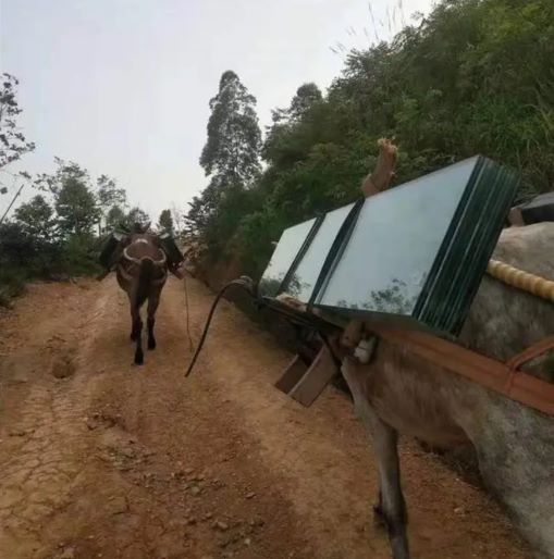 绍兴骡子运输