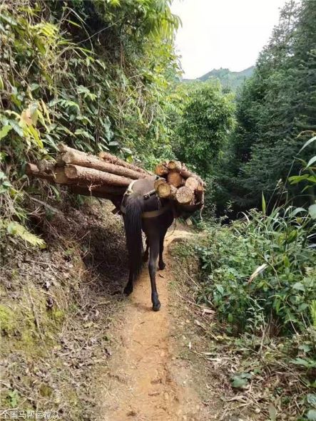绍兴骡子运输