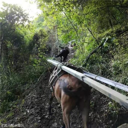 绍兴骡子运输